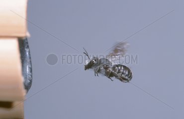 Bee in full flight entering its nest