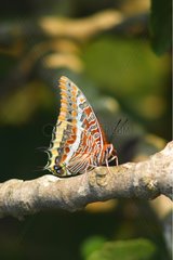 Two-tailed Pasha Butterfly at rest on a branch