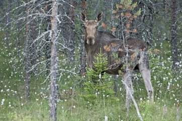 Elk stanstill in Conifer undergrowth Finland