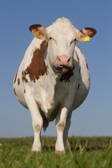 Eine Kuh in einer Wiese Montbéliarde Frankreich