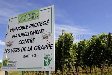 Panel in einem geschützten Weinberg im Elsass Bas Rhin France