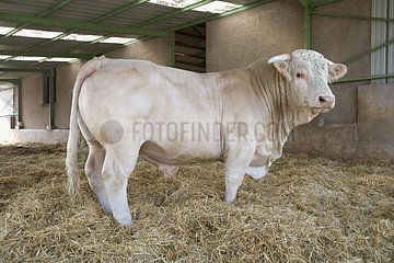 Bull Charolais im Strohhalm einer Kuh  die Frankreich abgieß