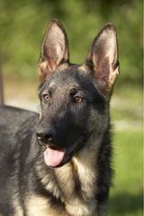 Portrait of a German Shepherd pup
