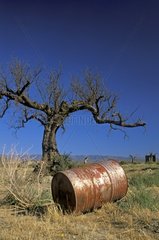 Drum of oil dropped to a dead tree Andalusia