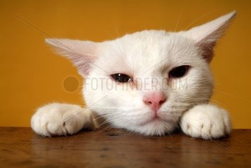 Portrait of a European Cat posing its head on a table