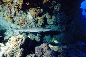 Whitetip reef Shark grinding French Polynesia