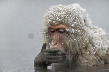 Macaque du Japon en hiver source thermale Japon