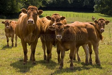 Herd of Cows high outdoor France
