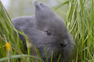 Young grey domestic rabbit in the grass France
