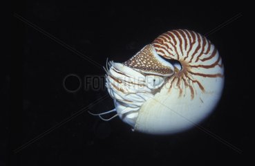 Chambered Nautilus moving in open water Pacific Ocean