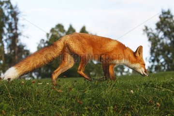 Junger roter Fuchs riecht Gras