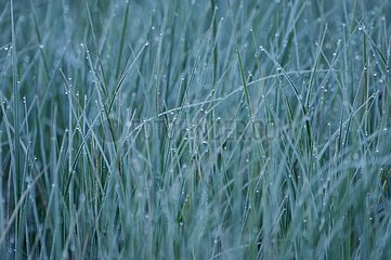 Dew in the vegetation of a swamp Sweden
