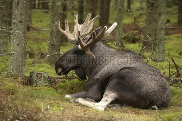 Male Moose in captivity resting Sweden