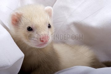 Young 7 weeks champagne Ferret France