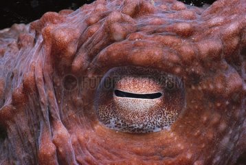 Oeil d'une Pieuvre géante Colombie Britannique