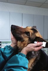 Vétérinaire soignant l'oreille d'un Berger Allemand