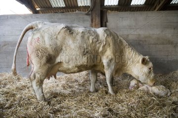 Charolaise Kuh leckt sein Kalb Frankreich