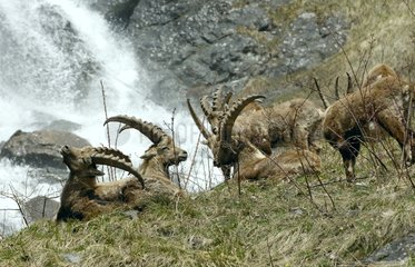 Ibex mÃ¤nnlich ruht in einer alpine meadow vanoise france