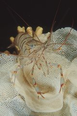 Common prawn on Lace coral Sardinia Italia