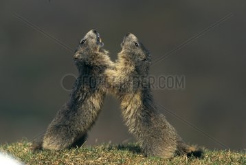 Two Alpine Marmots raised face-to-face Vanoise France