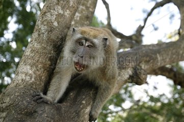 Agression d'un Macaque crabier Malaisie