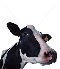 Prim'holstein Portrait Cow