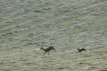 European Roe Deer crossing the race a meadow at dusk