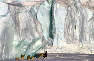 Hunde des Anhangs Illsmere Island Jokel Fjord Canada