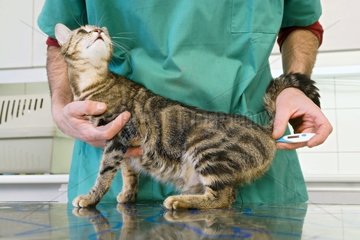 Veterinarian taking temperature of an European Cat France