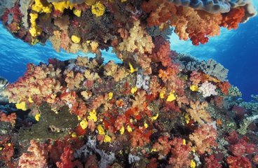 Soft corals and sponges Fiji
