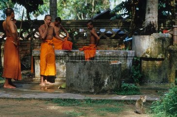 Sitzen Dachrinnenkätzchen und Kambodscha -Mönche