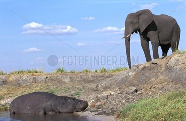 Eléphant d'Afrique et un hippopotane Chobe River Botswana