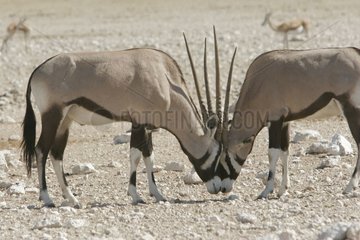Tête à tête entre Oryx gazelle