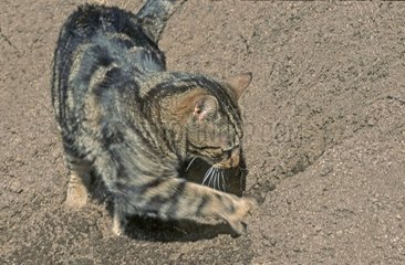Katze macht seine Bedürfnisse im Boden Frankreich [at]