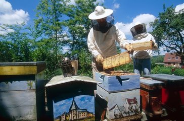 France. Apiculture. Apiculteur en train de récolter le miel.