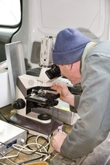 Technician observing the semen of a bull in the microscope