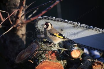 European Goldfinch in a pile of wood in winter Vaucluse