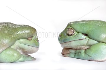 White's tree frogs adult and obese one on one