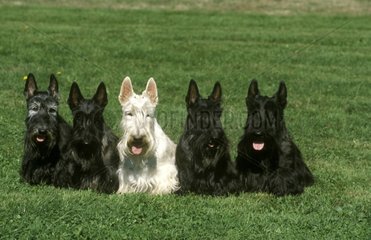 Portrait de Scottish Terriers Allemagne
