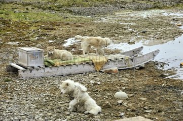 Schlittenhunde im Sommer in der Nähe eines Flusses Nunavut