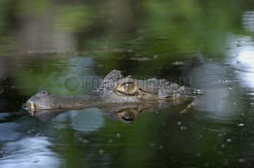 Portrait of Spectacled Caiman in water French Guiana