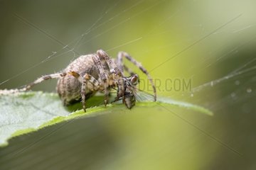 Weaver -Spinne fängt eine Fliege in seinem Spinnweb Frankreich auf