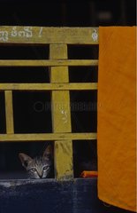 Dachrinnenkatze versteckt hinter einer kambodschanischen Balustrade