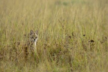 Serval sitting in grass Masai Mara Reserve Kenya