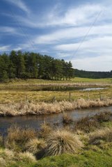 Peat bogs in mounts of Auvergne Haute-Loire France