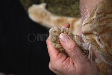 Claw of a cat in close-up
