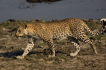 Leopard walking Chobe NP Botswana
