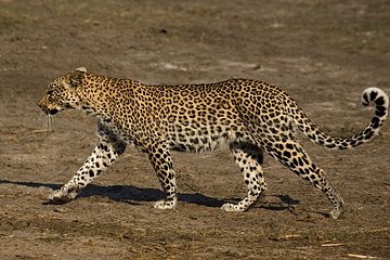 Leopard walking Chobe NP Botswana