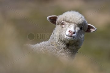 Portrait of a Lambs Falklands