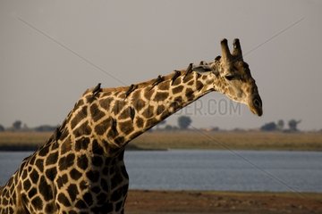 Portrait of a Giraffe Chobe NP Botswana